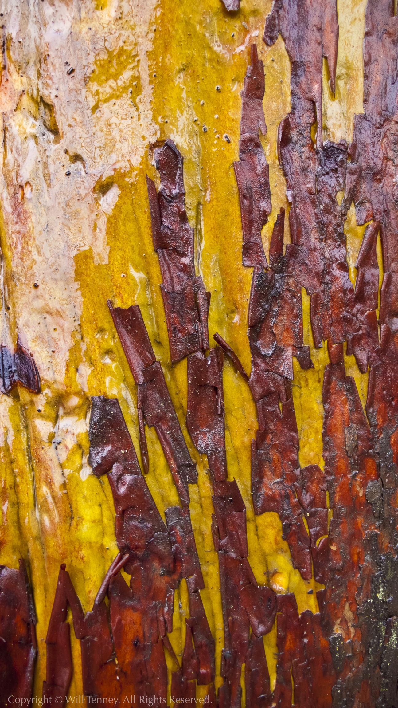 Bark Fire: Photograph by Will Tenney