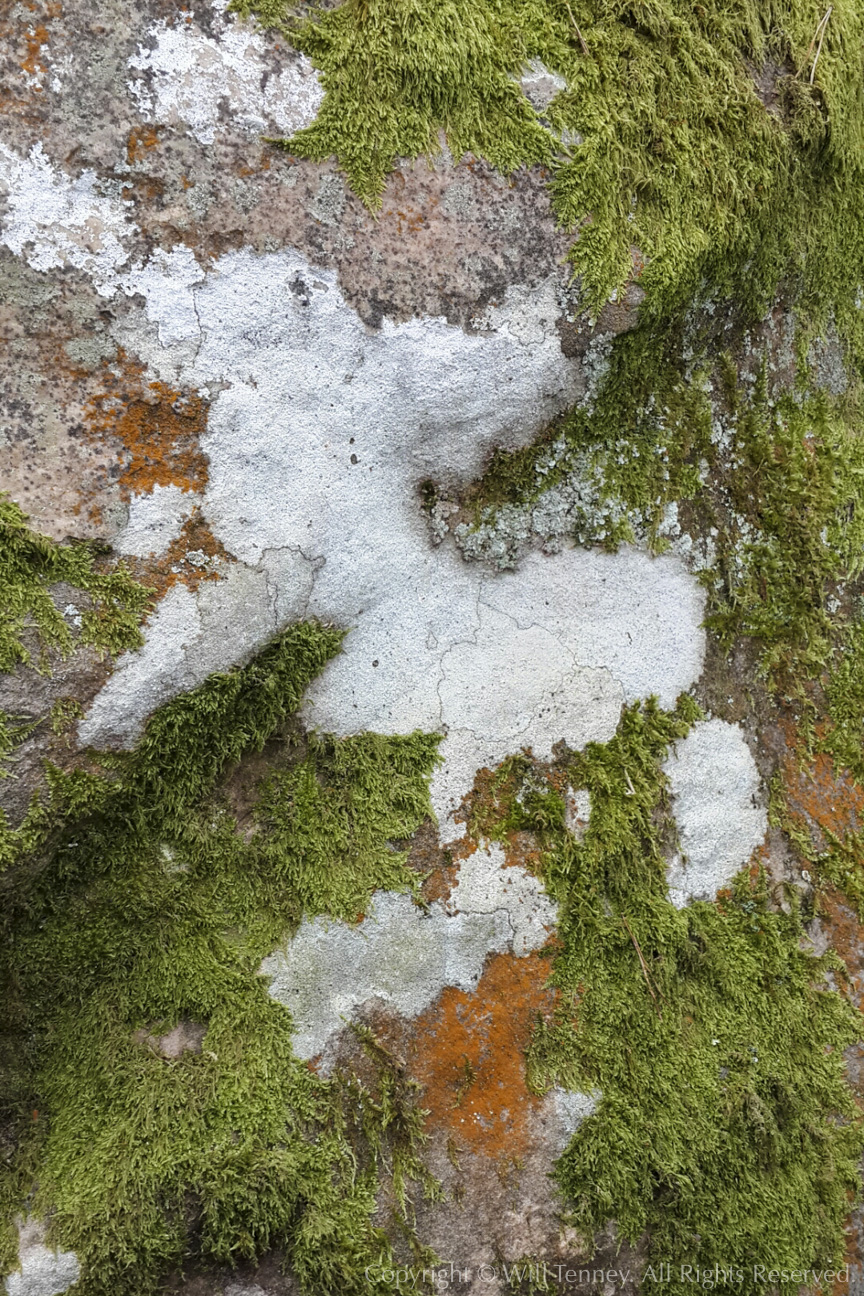 Fontainebleau Moss: Photograph by Will Tenney