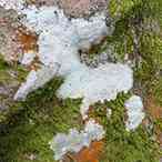 Fontainebleau Moss button