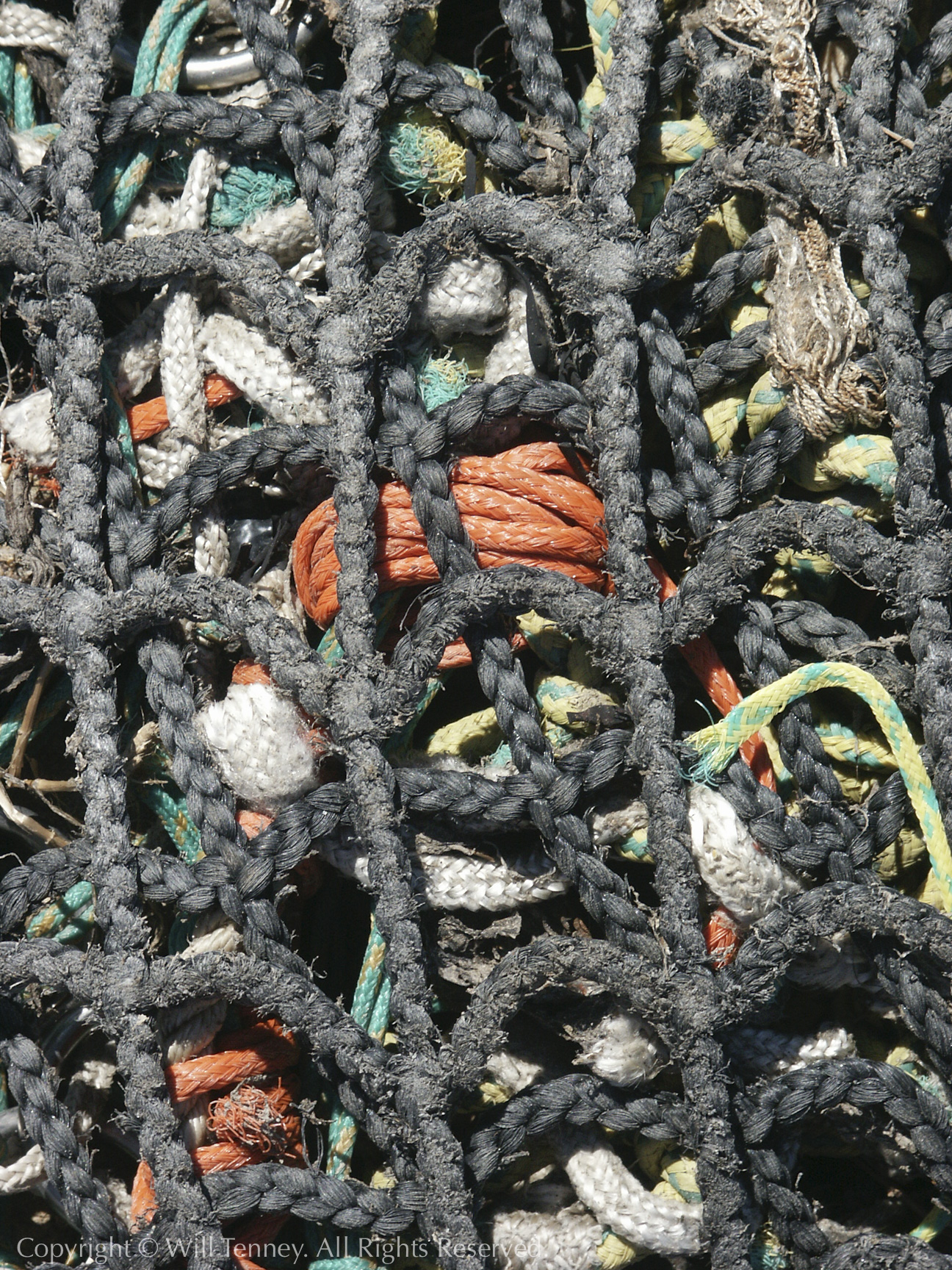 Rocky Neck Ropes: Photograph by Will Tenney