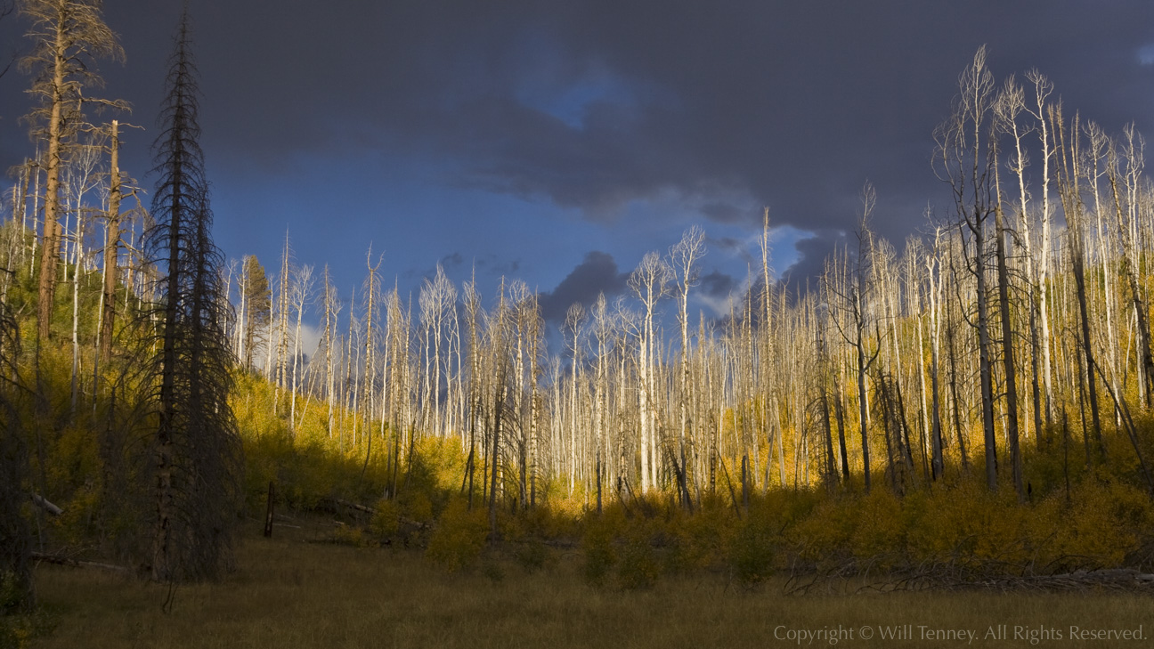 Aspens at Sunset: Photograph by Will Tenney