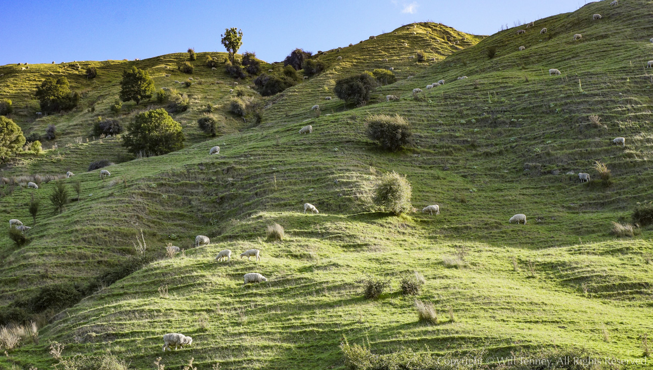 Hillside Sheep: Photograph by Will Tenney