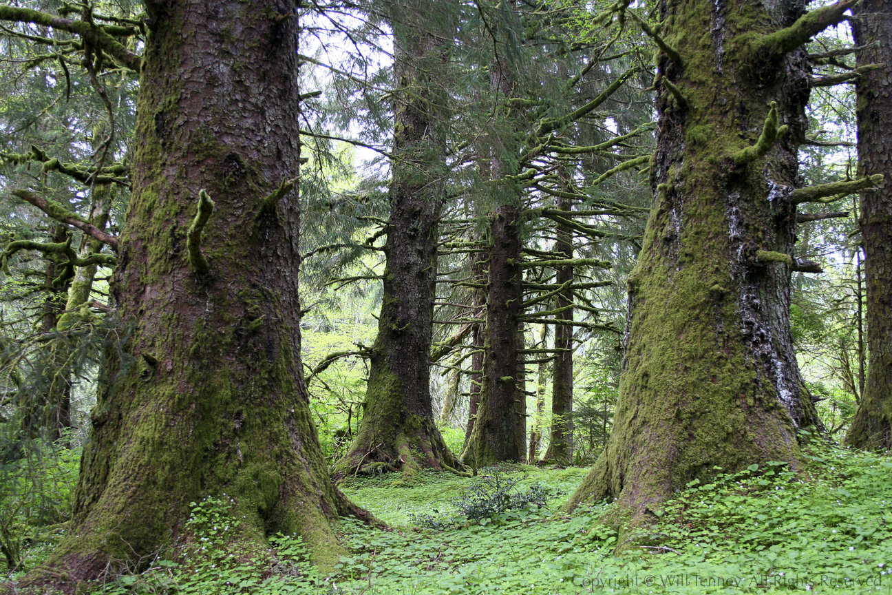 Sitka Spruce Forest: Photograph by Will Tenney