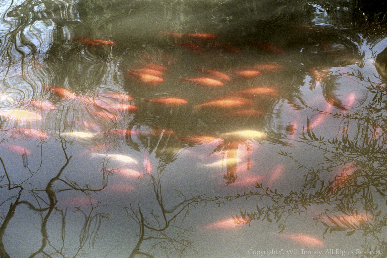 Bagatelle Goldfish: Photograph by Will Tenney