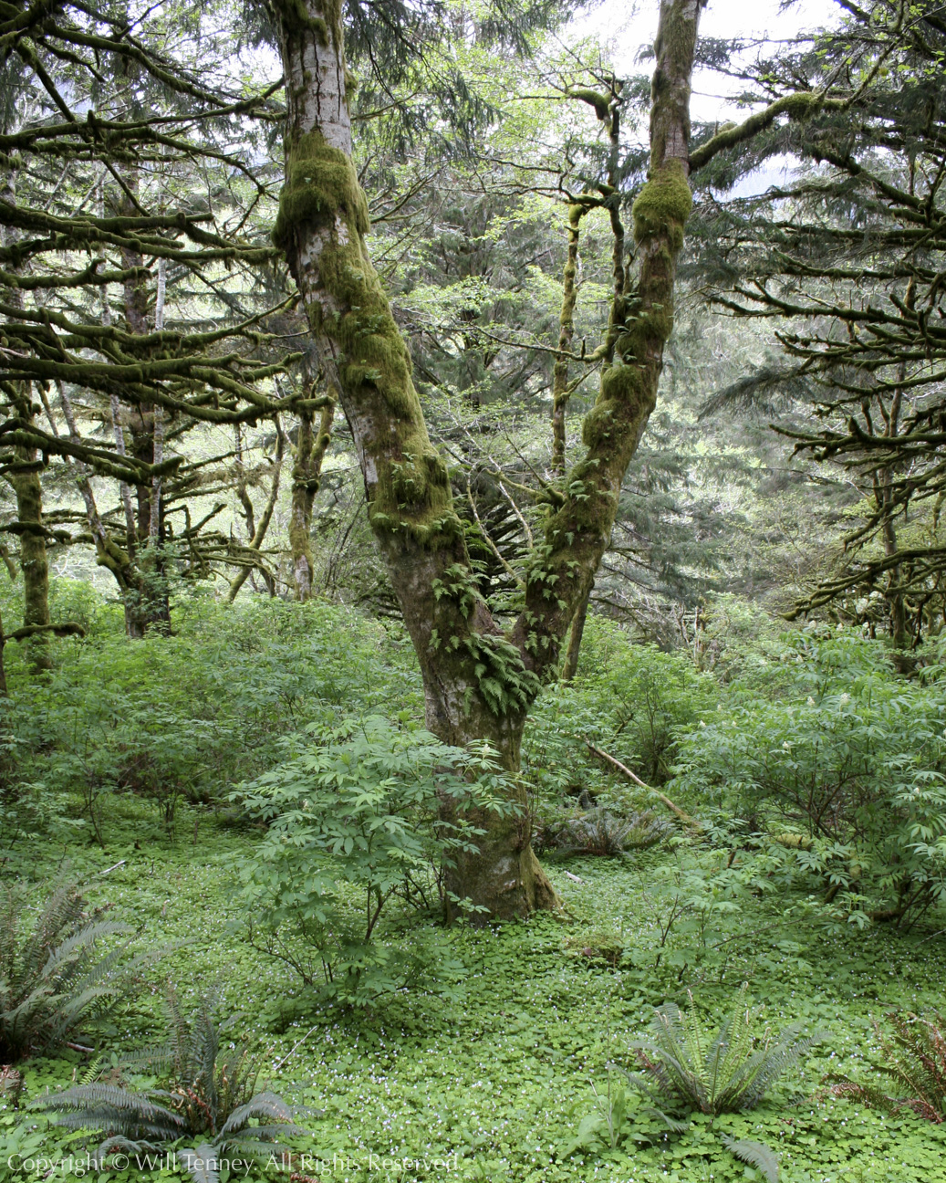 Cascade Head Forest: Photograph by Will Tenney
