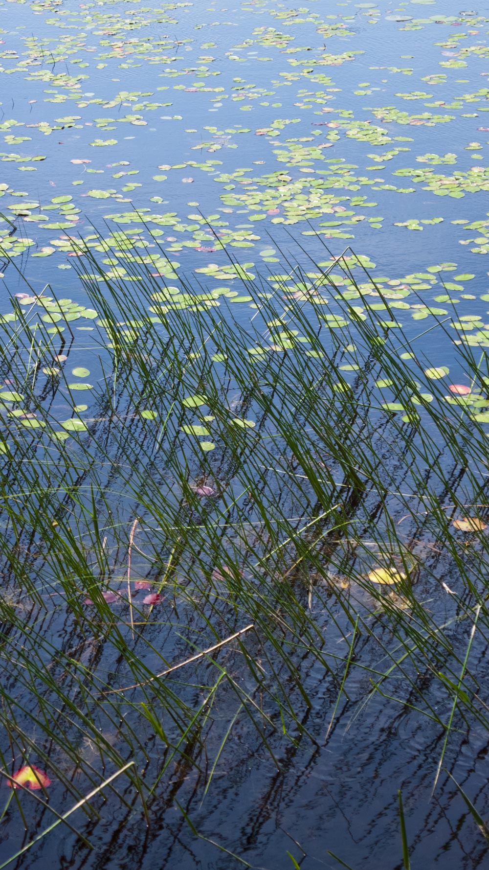 Eagle Lake Reeds: Photograph by Will Tenney