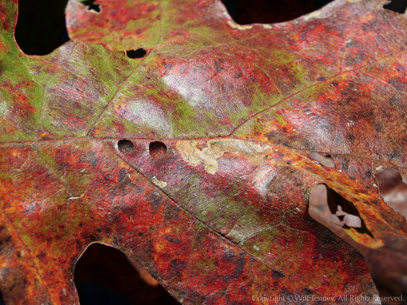 Fall Oak Leaf: Photograph by Will Tenney