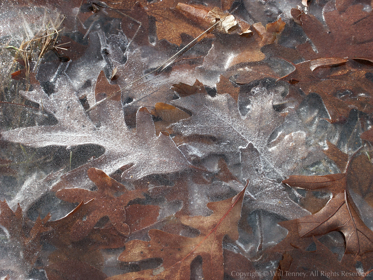 First Frost: Photograph by Will Tenney