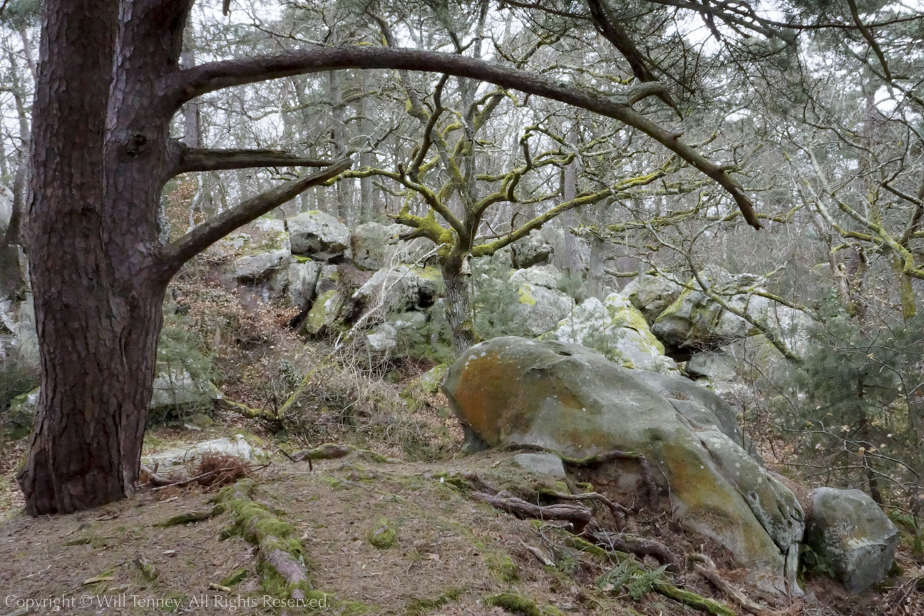 Forêt de Fontainebleau: Photograph by Will Tenney