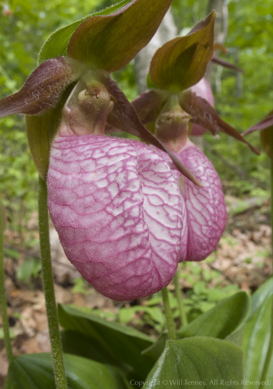 Pink Lady’s Slippers: Photograph by Will Tenney