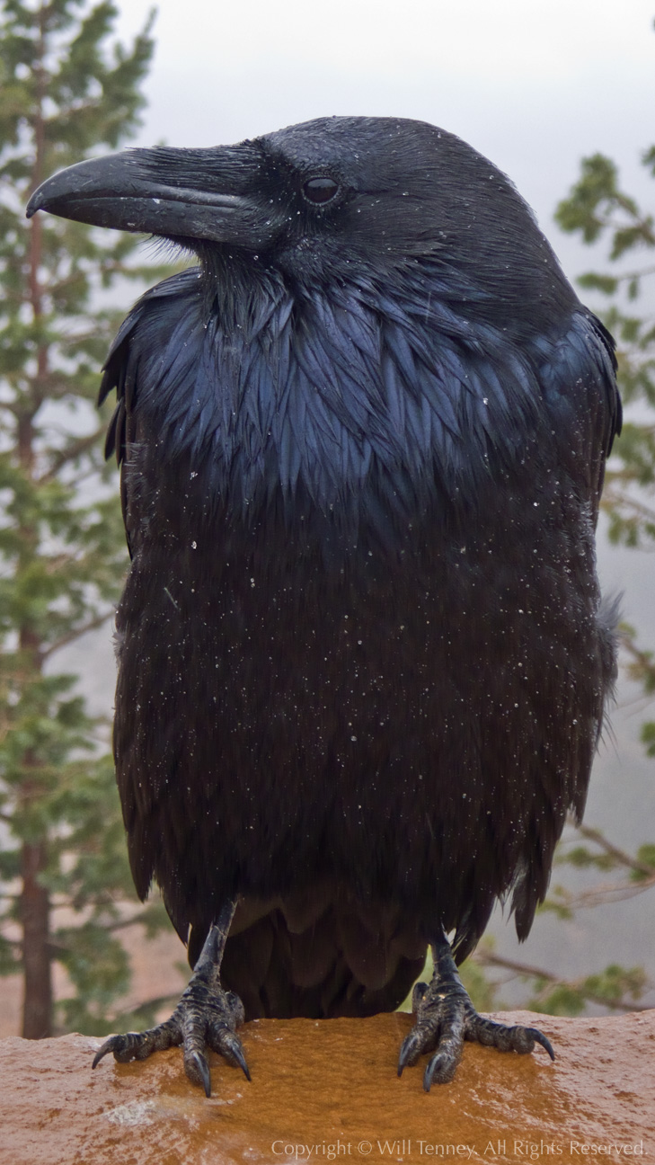 Raven In The Rain: Photograph by Will Tenney