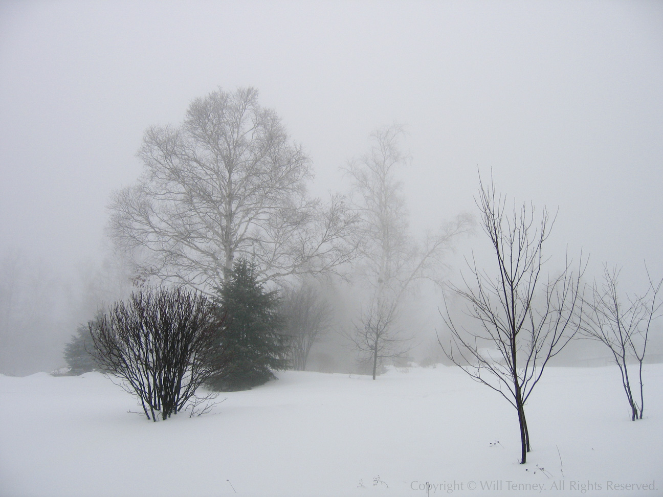 Snowy Fog: Photograph by Will Tenney