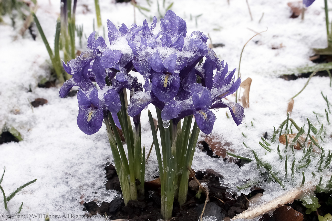 Spring Snow: Photograph by Will Tenney