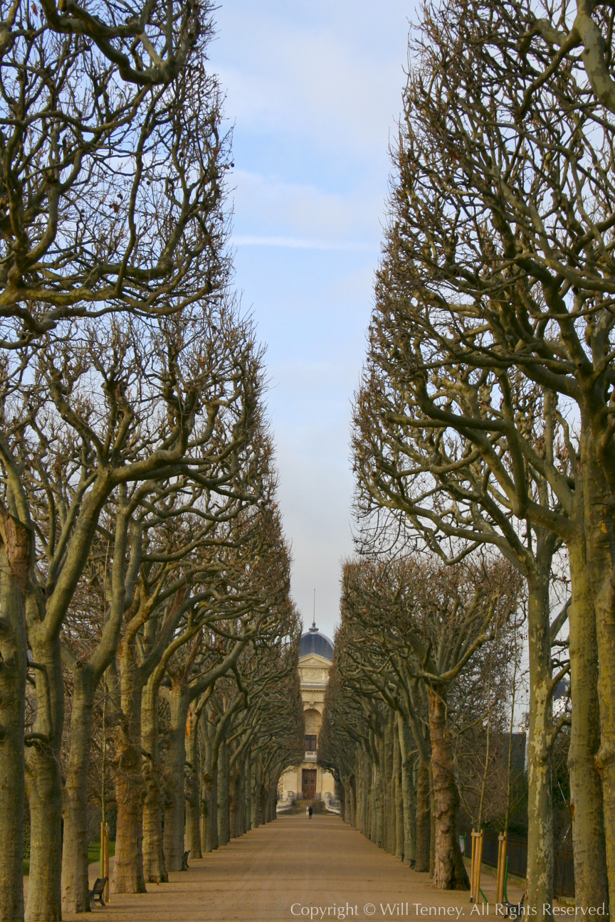 Allee Des Platanes: Photograph by Will Tenney