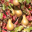Kergoalec Pears button