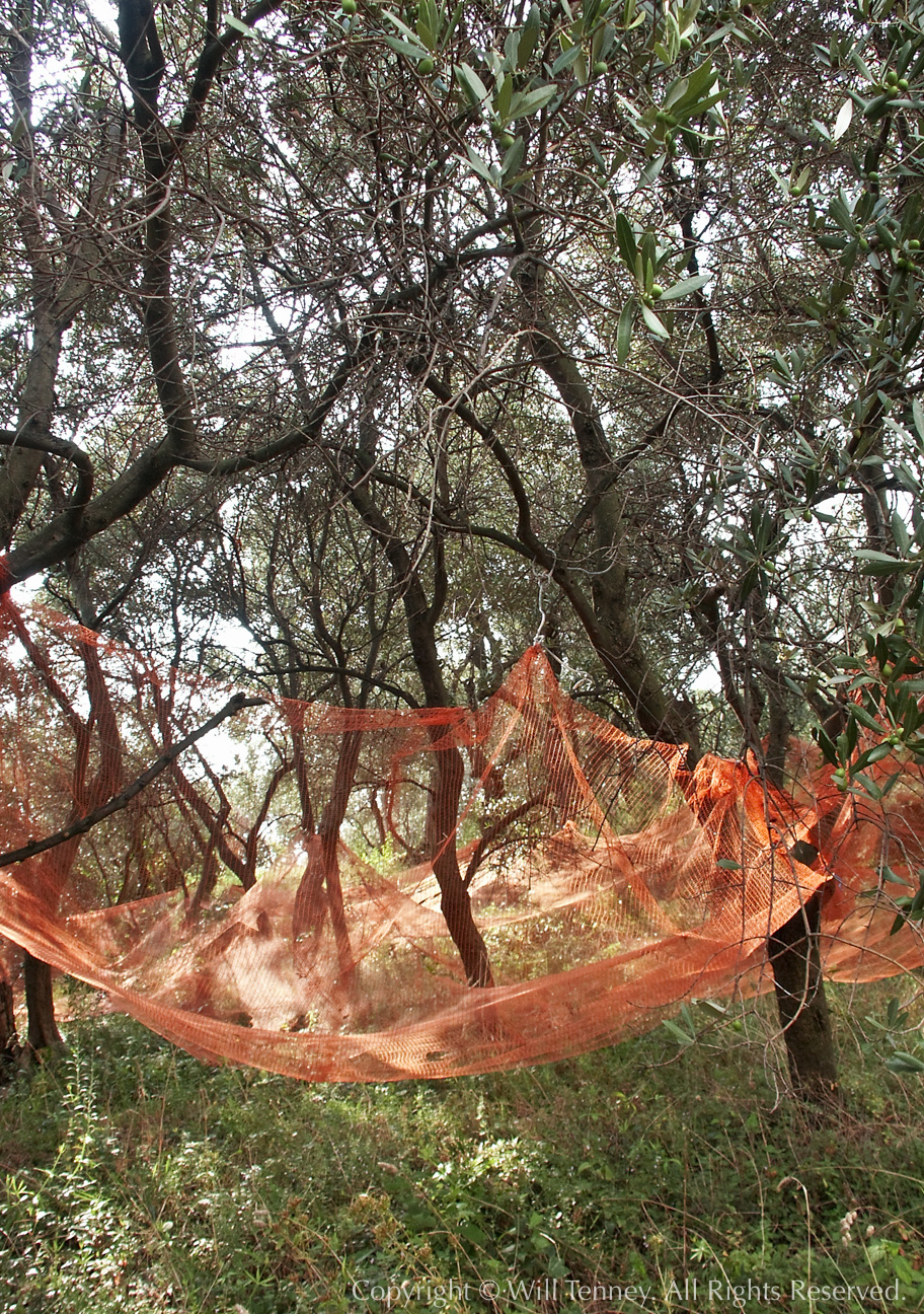 Olive Nets: Photograph by Will Tenney