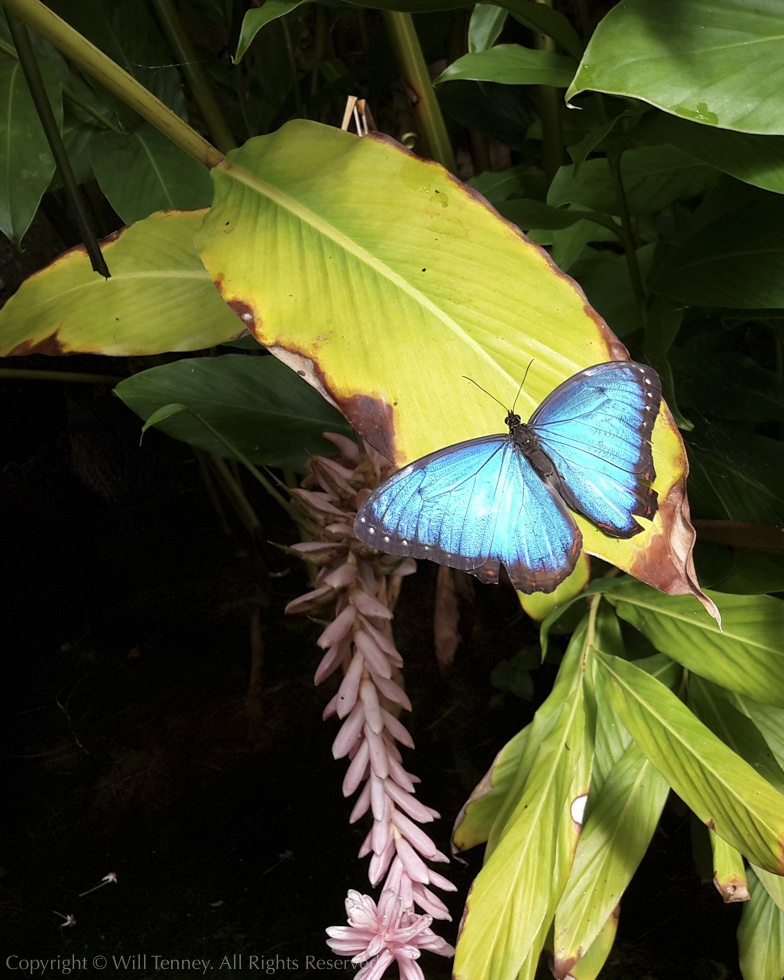 Blue Morpho: Photograph by Will Tenney