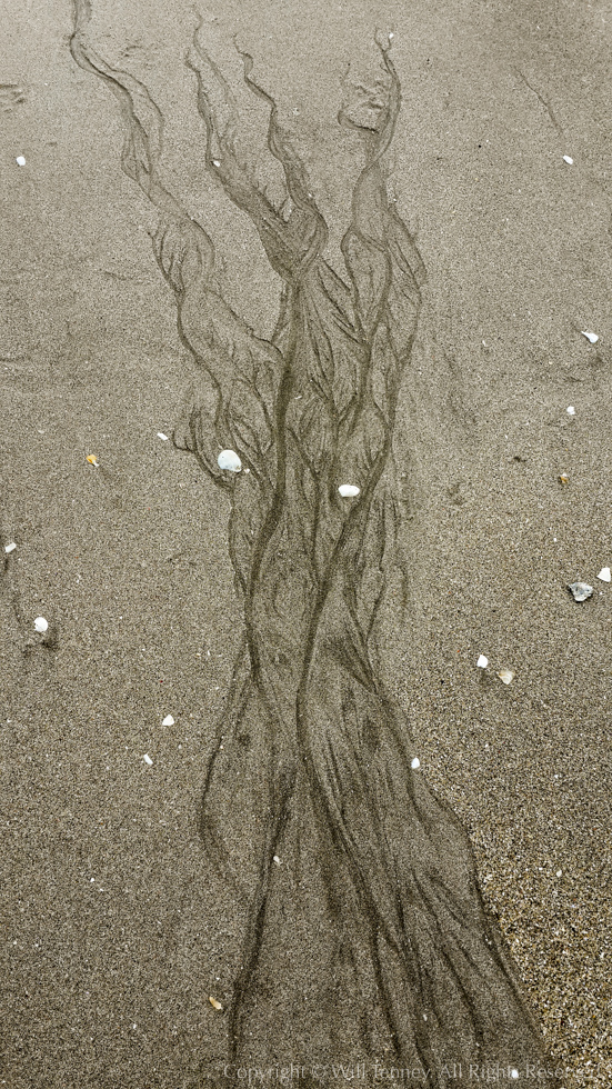 Cooks Sand Faerie 1: Photograph by Will Tenney