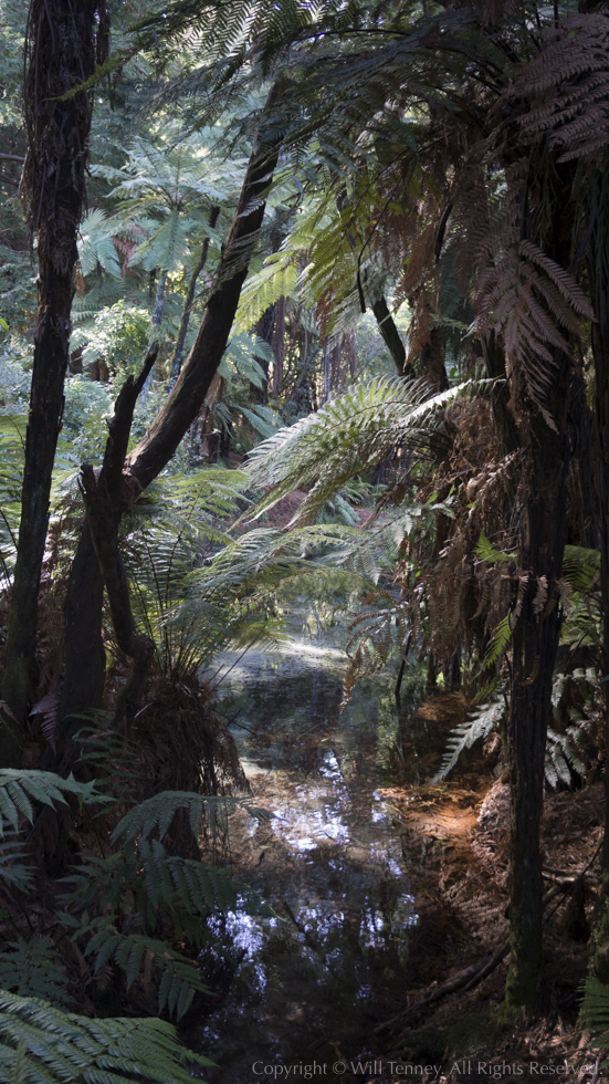 Hamurana Springs: Photograph by Will Tenney