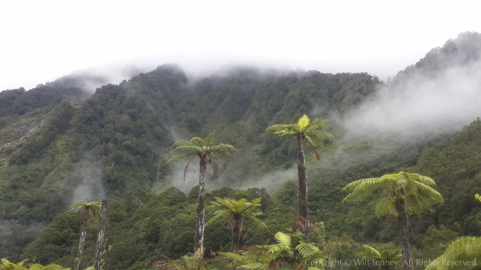 Misty Tree Ferns: Photograph by Will Tenney