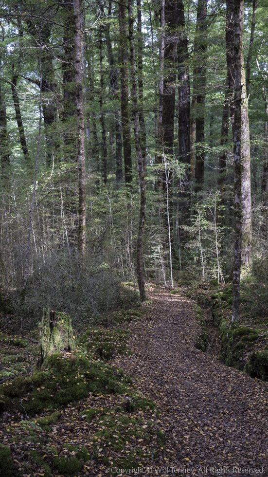 On the Kepler Track: Photograph by Will Tenney