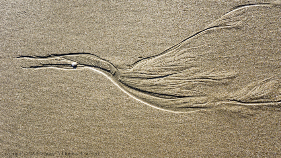 Pakiri Sand Faerie 1: Photograph by Will Tenney