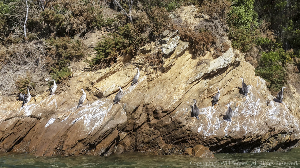 Pied Shag Roost: Photograph by Will Tenney