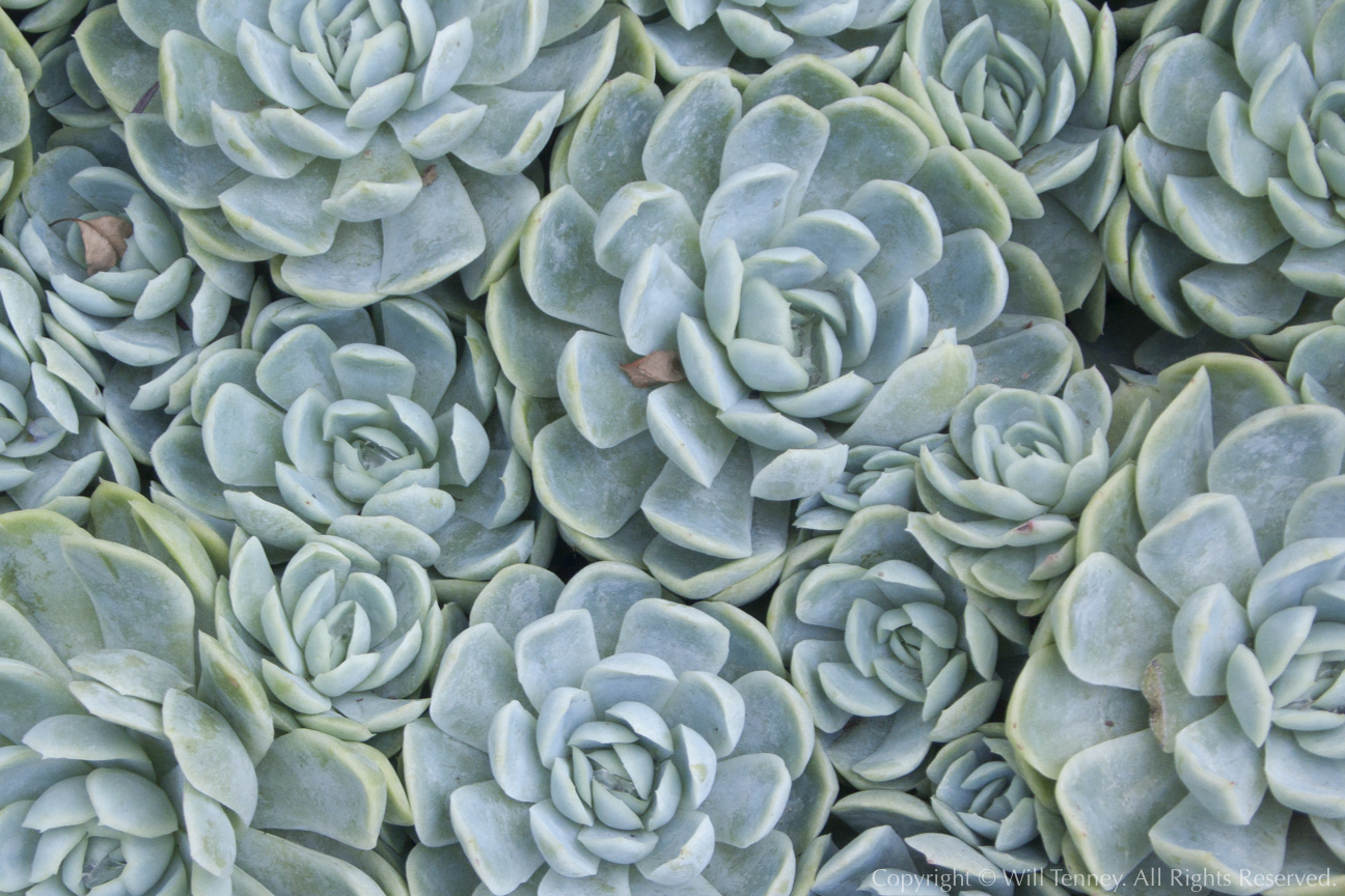 Huntington Succulents: Photograph by Will Tenney