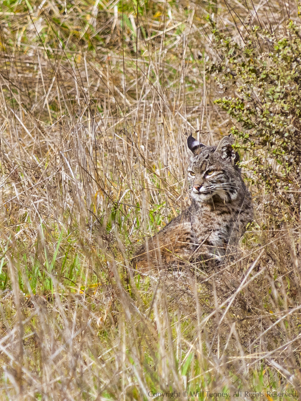Point Reyes Bobcat: Photograph by Will Tenney