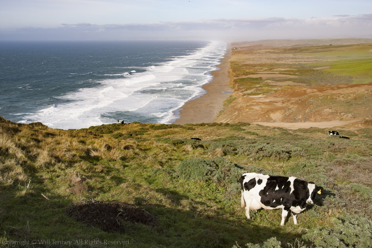 Point Reyes Coastline: Photograph by Will Tenney