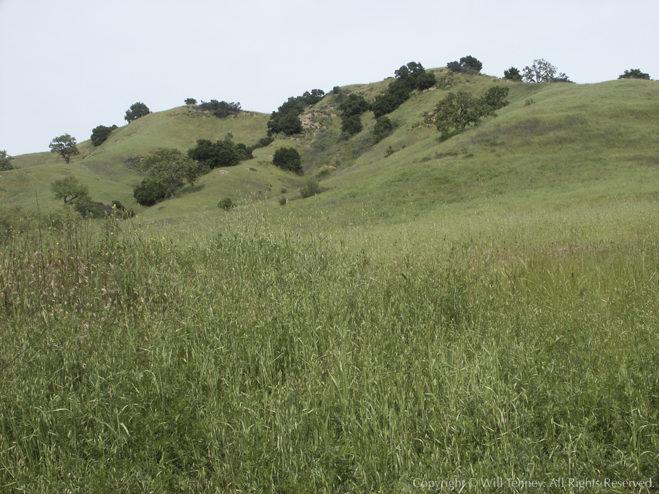 Springtime Hills: Photograph by Will Tenney