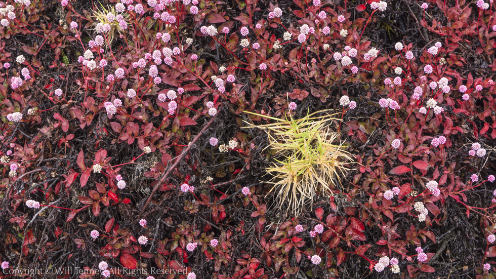 Alpine Flowers: Photograph by Will Tenney
