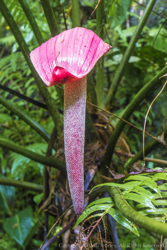 Big Anthurium: Photograph by Will Tenney