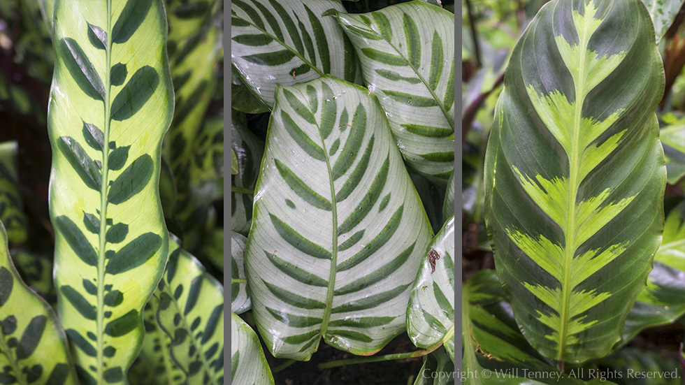 Calathea Triptych: Photograph by Will Tenney