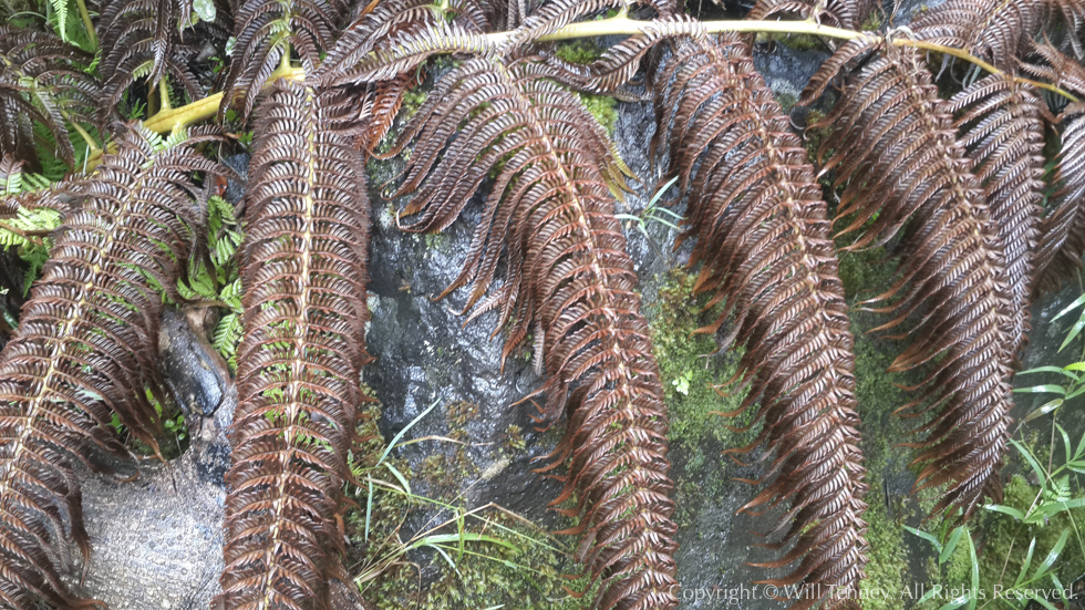 Forest Millipedes: Photograph by Will Tenney
