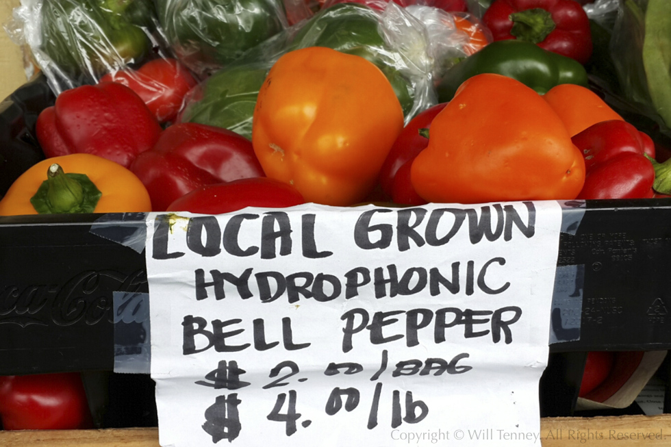 Hydrophonic Bell Peppers: Photograph by Will Tenney