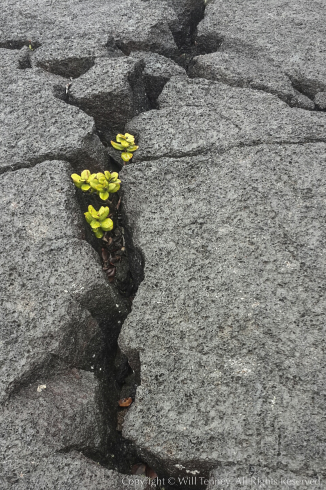 Life In The Cracks: Photograph by Will Tenney