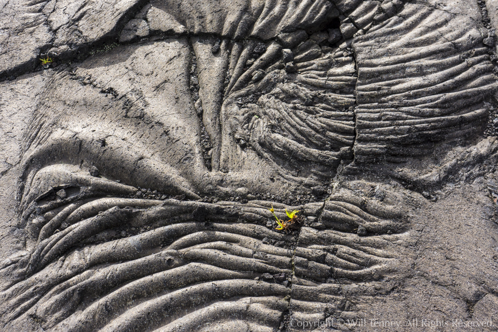 Pāhoehoe Life: Photograph by Will Tenney