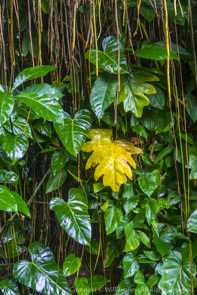 Rain Forest Philodendrons: Photograph by Will Tenney