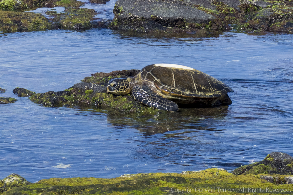 Resting Honu: Photograph by Will Tenney