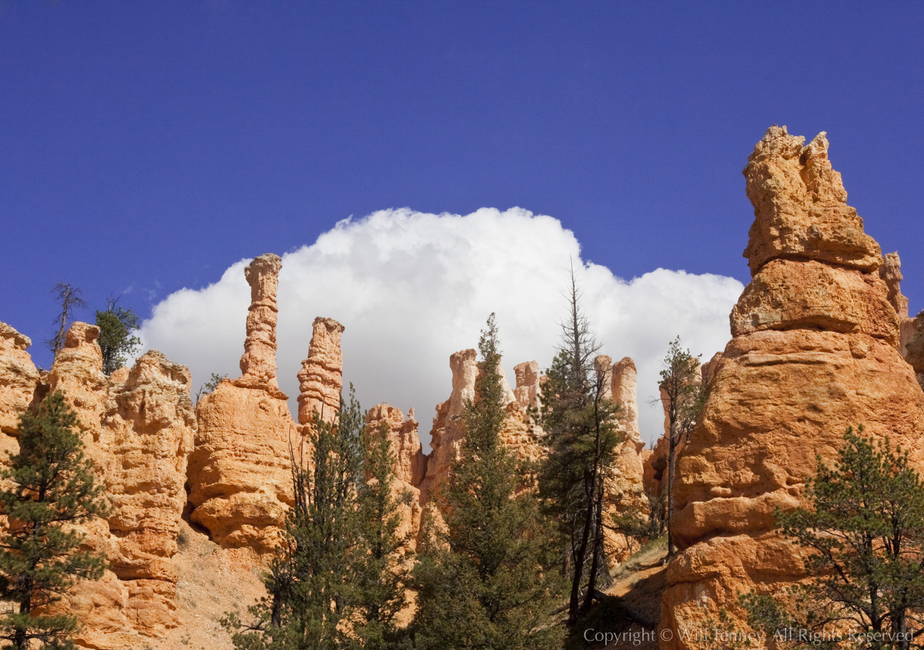 Bryce Fairyland Trail: Photograph by Will Tenney
