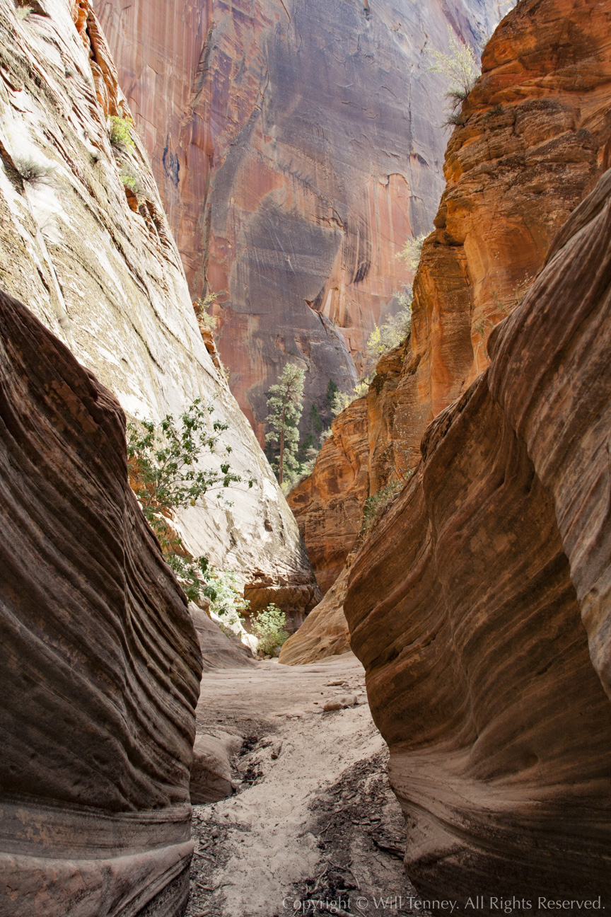 Echo Canyon Zion: Photograph by Will Tenney